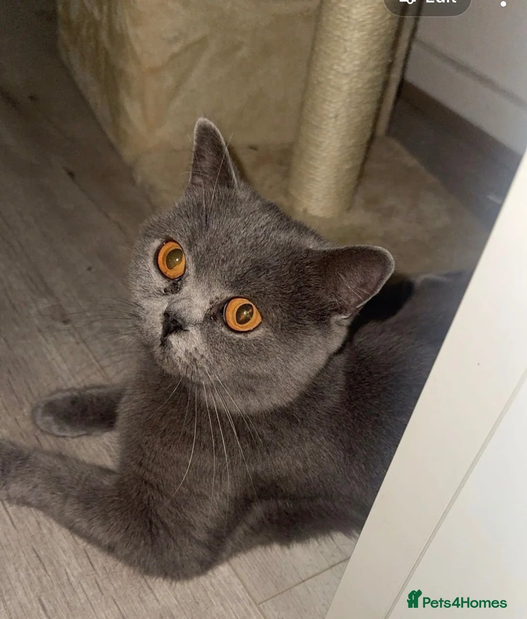 British Shorthair cats for sale: 🩶 Beautiful Olivia Looking for Her Forever Home  - Advert 1
