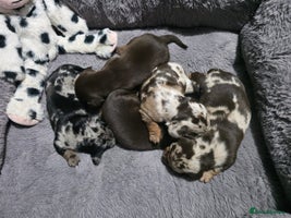 Miniature Dachshund dogs Stunning Miniture Dachshund pups for sale - Advert 6