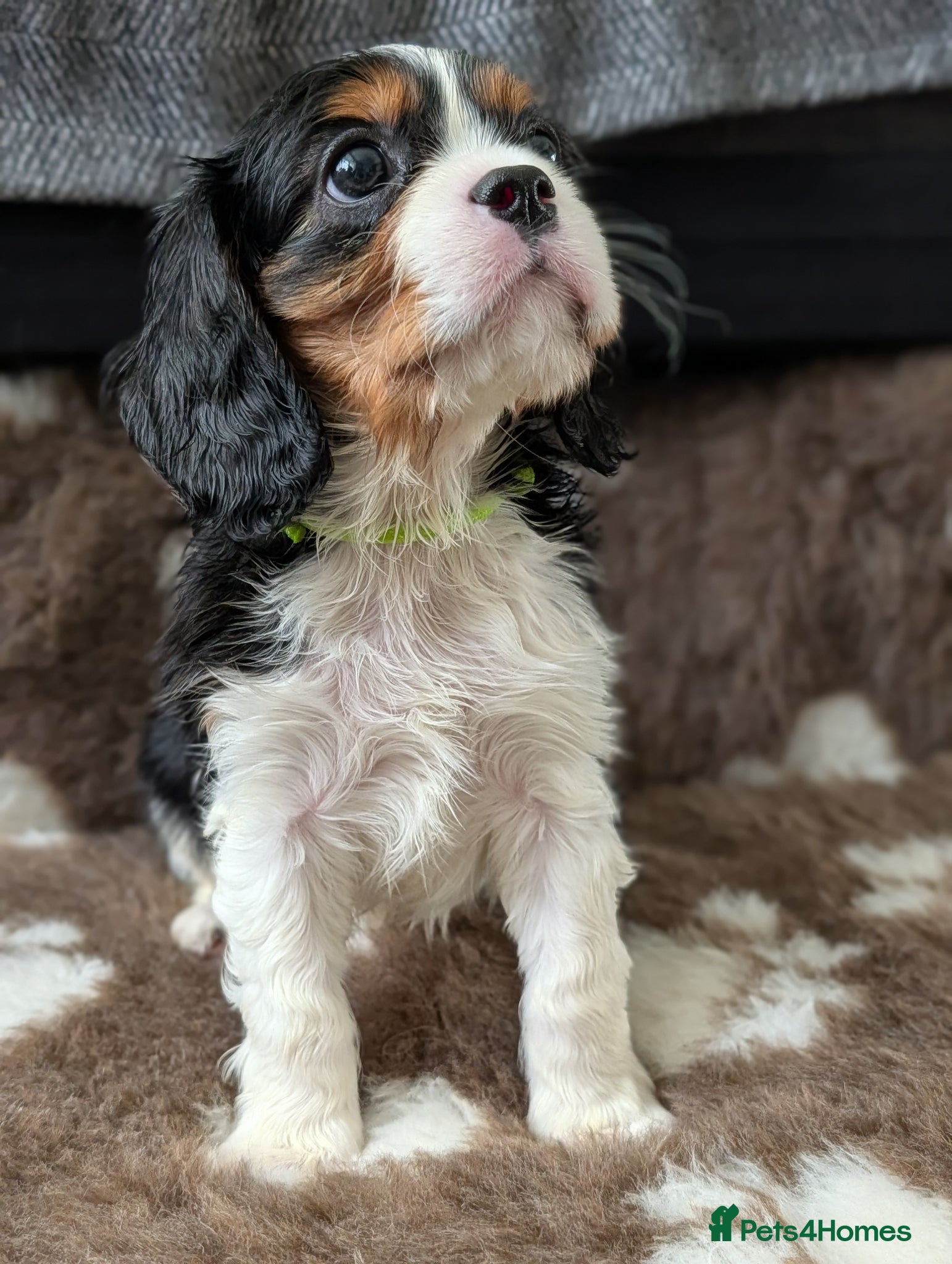 Cavalier King Charles Spaniel dogs LAST DNA TESTED CAVALIER KING CHARLES SPANIEL - Advert 7