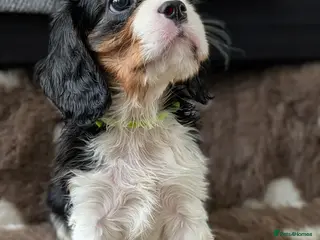 Cavalier King Charles Spaniel dogs LAST DNA TESTED CAVALIER KING CHARLES SPANIEL - Advert 7