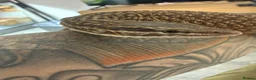 Monitor reptiles for sale: Subadult ackie monitor.  in Farnham - Advert 2