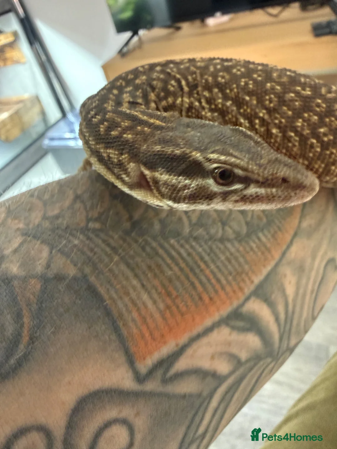 Monitor reptiles for sale: Subadult ackie monitor.  in Farnham - Advert 2
