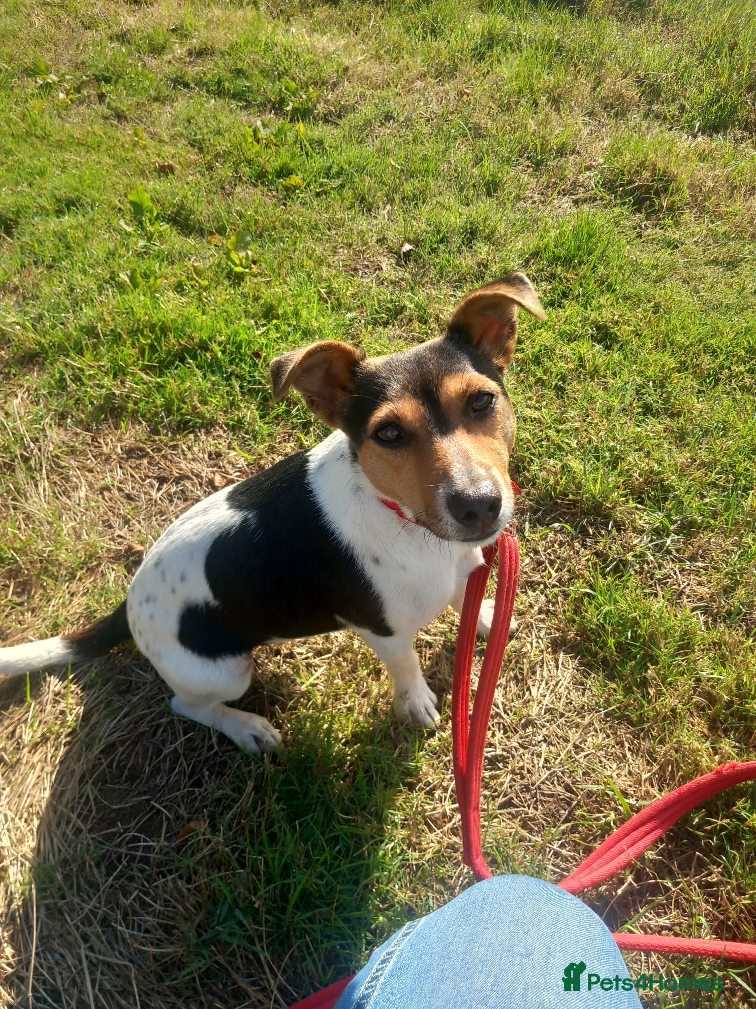 Jack Russell dogs Jack Russell Castrated Boy - Advert 1