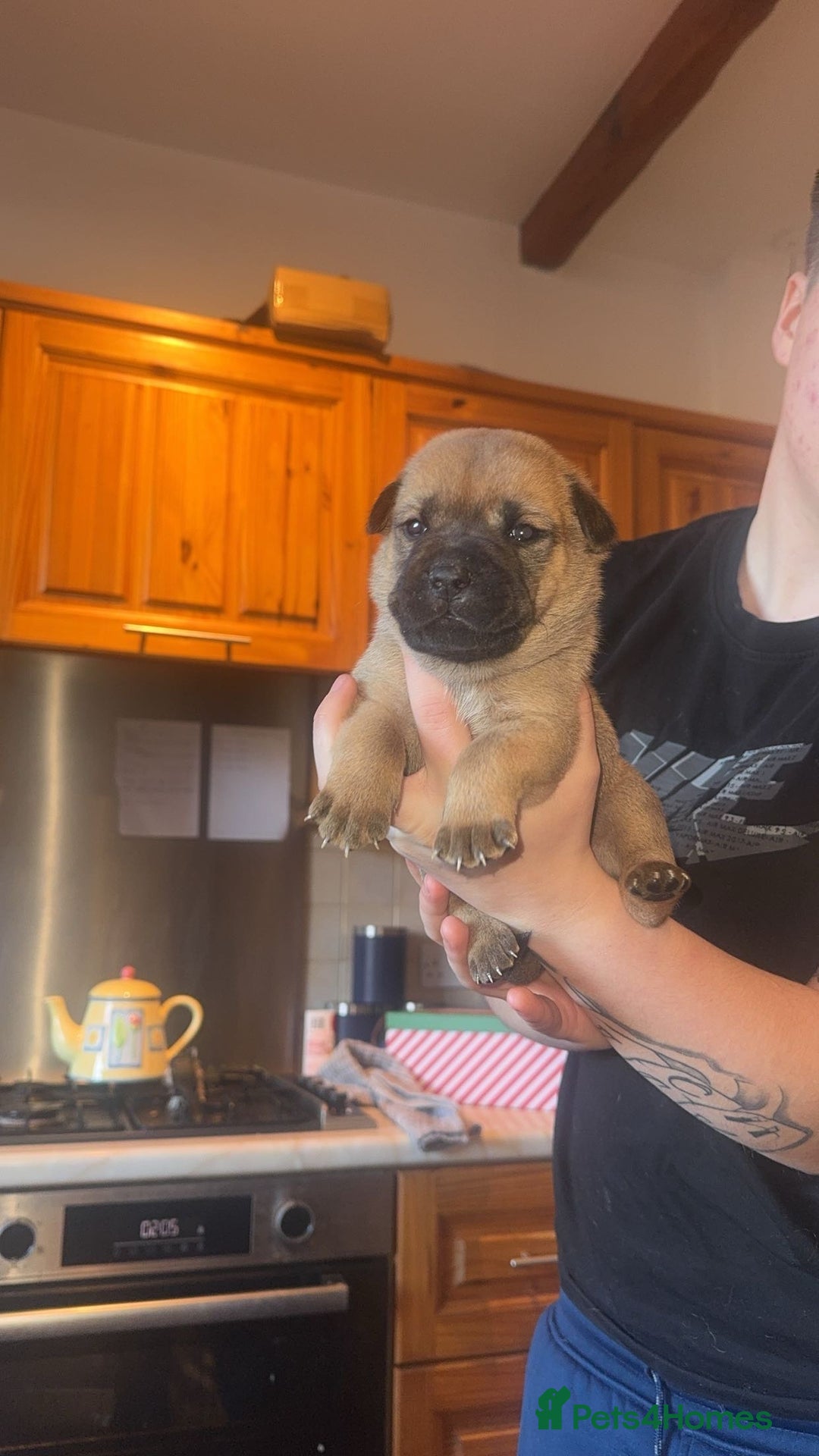 Mixed Breed dogs for sale: American bulldog / chowchow  - Advert 18