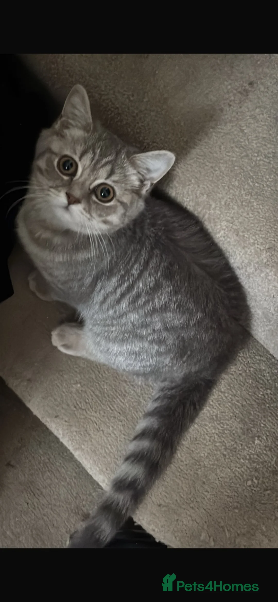 British Shorthair cats for sale: British shorthair kitten  - Advert 2