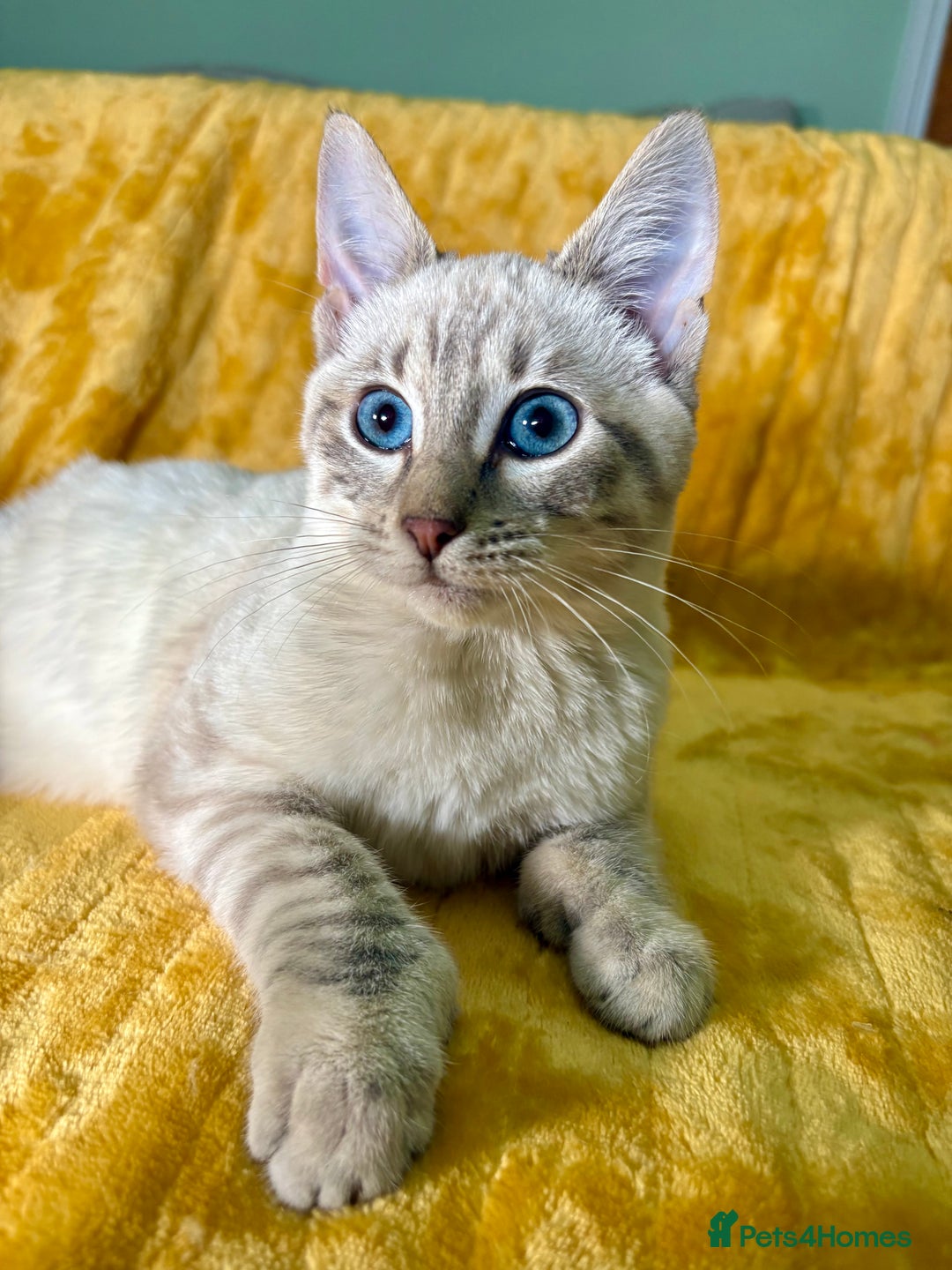 Bengal cats for sale: Breathtaking rare polydactyl snow leopard  - Advert 17