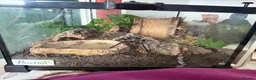 Tarantulas invertebrates for sale: Male Tliltocatl albopilosus Tarantula  in Hartlepool - Advert 4