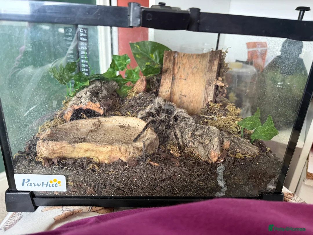 Tarantulas invertebrates for sale: Male Tliltocatl albopilosus Tarantula  in Hartlepool - Advert 4