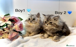 Persian cats for sale: Persian kittens - Image 3