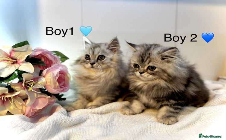 Persian cats - Advert 3