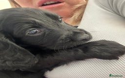 Cocker Spaniel dogs for sale: Beautiful Cocker Spaniel Puppies - Image 35