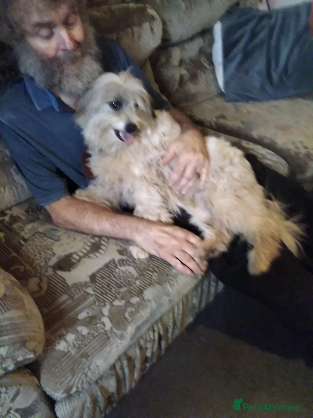 Mixed Breed dogs for sale: Unusual maltispitz looking for good home - Advert 3