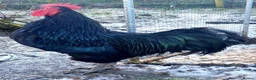 Chickens poultry for sale: Australrop Black LF hatching fertilised eggs rare - Advert 3