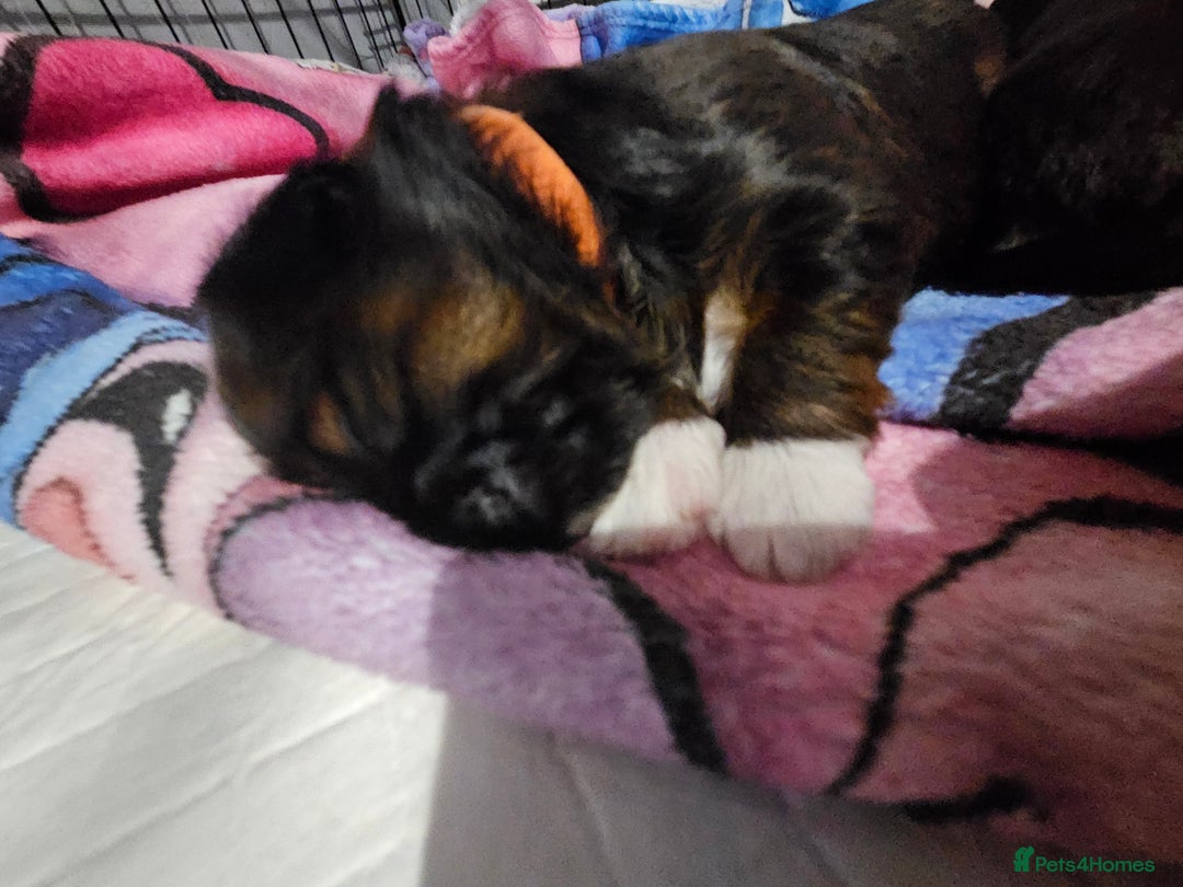 Lhasa Apso dogs for sale: Lhasa apao pups  - Image 1