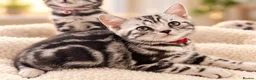 British Shorthair cats for sale: Stunning Silver BSH Kittens GCCF Champion Lines - Advert 34