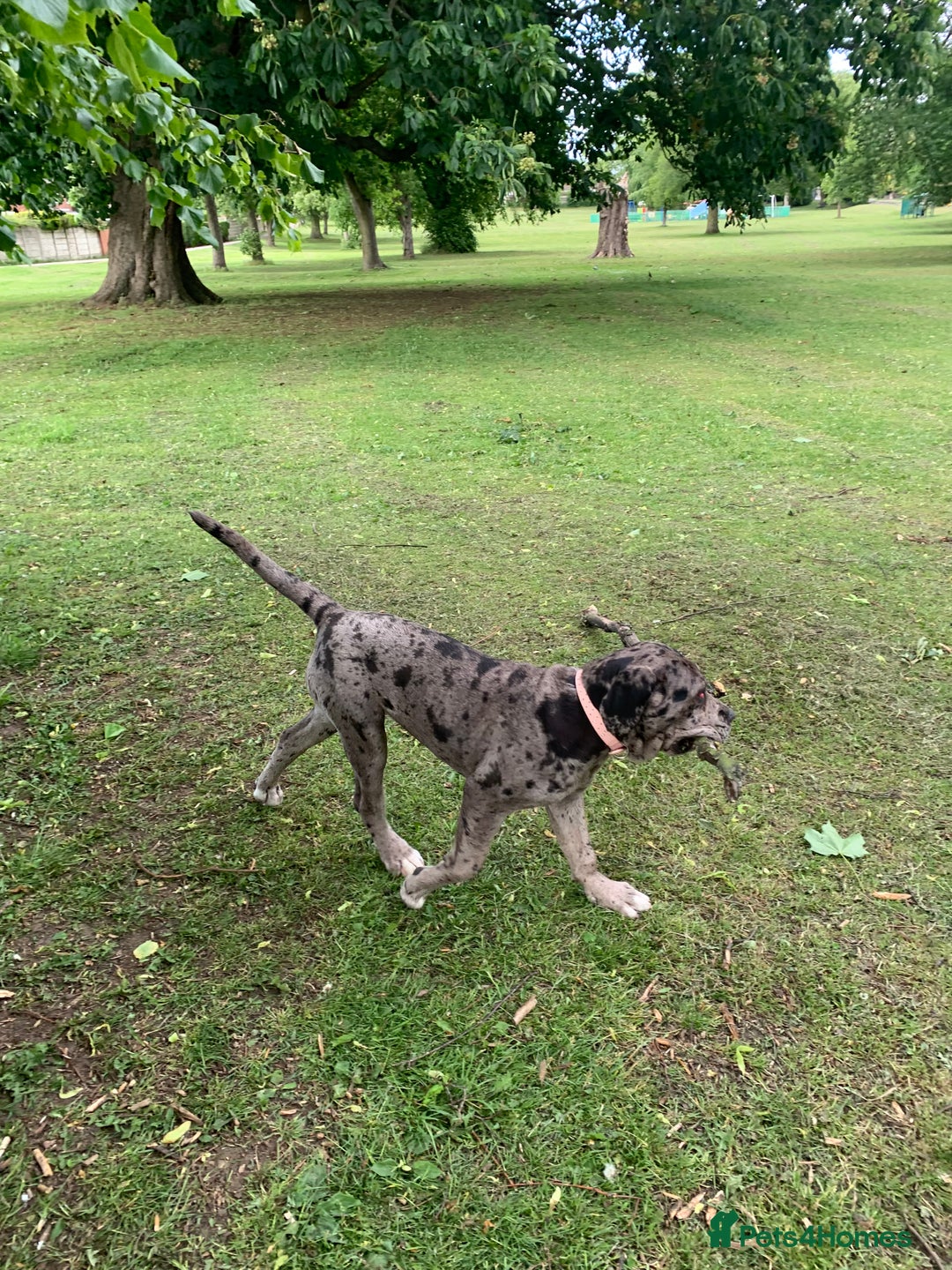 Cane Corso dogs for sale: Cleo , cane corso  - Advert 4