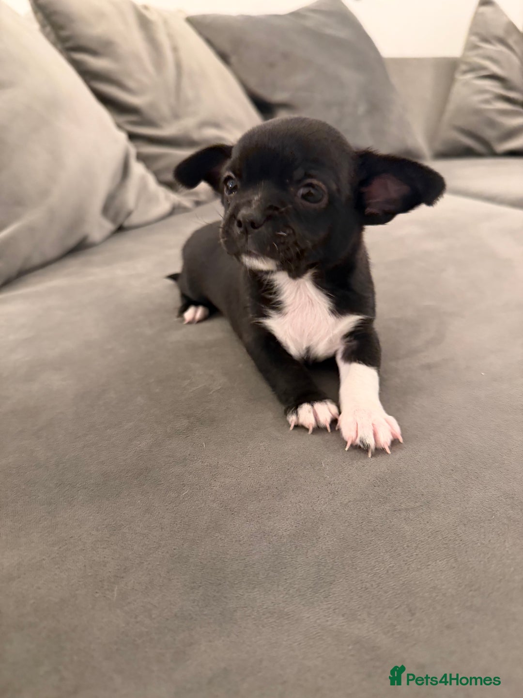 Chihuahua dogs for sale: 1 Stunning Male Apple Head Chihuahua Pup left - Advert 1