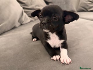 Chihuahua dogs 1 Stunning Male Apple Head Chihuahua Pup left - Advert 12