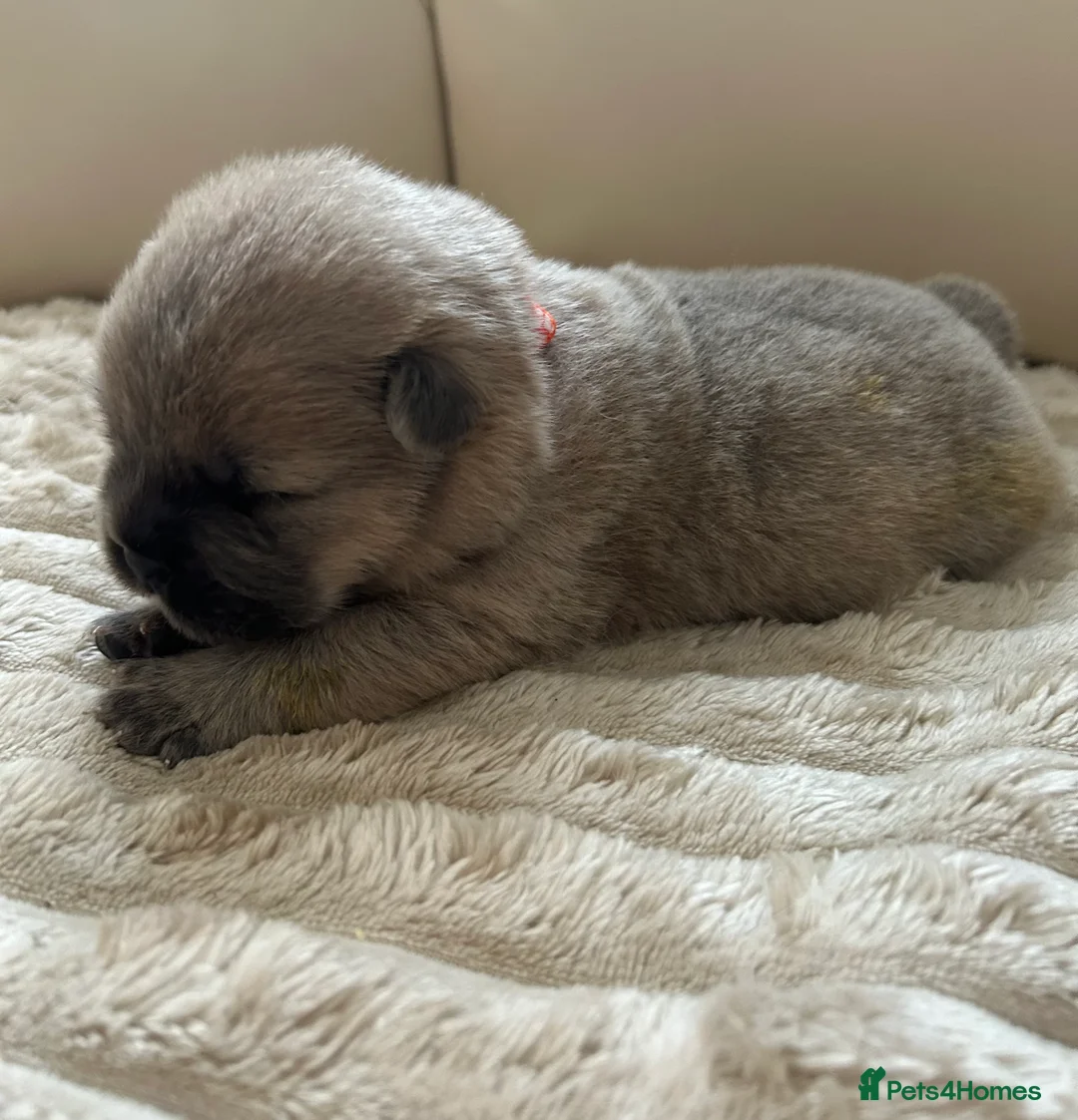 Chow Chow dogs for sale: 7 Stunning Chow Chow Puppies - Advert 16