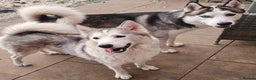Siberian Husky dogs for sale: 5 beautiful siberian husky fur babies - Advert 22