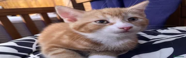 Kitten 2