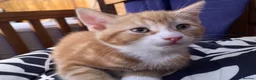 Mixed Breed cats for sale: Lovely kittens for sale  - Advert 3