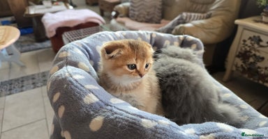 Scottish Fold cats - Advert 12