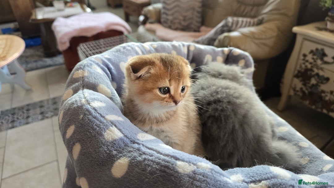 Scottish Fold cats for sale: British shorthair and Scottish fold - Image 3