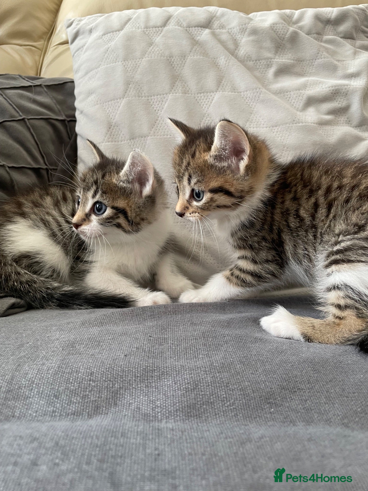 Mixed Breed cats 4 friendly loving kittens for sale  - Advert 11