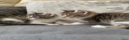 Mixed Breed cats for sale: 4 friendly loving kittens for sale  - Advert 10