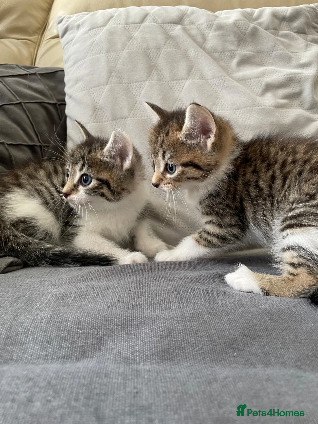 Mixed Breed cats for sale: 4 friendly loving kittens for sale  - Advert 10