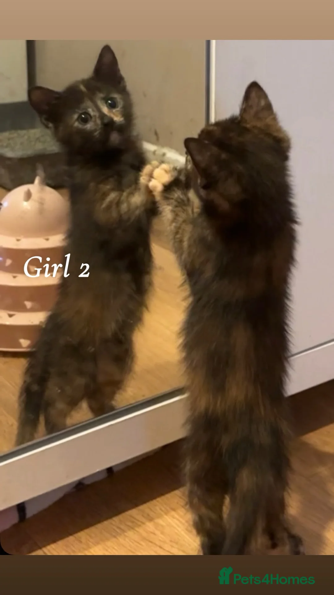 Mixed Breed cats for sale: 4 black and ginger kittens  - Advert 2