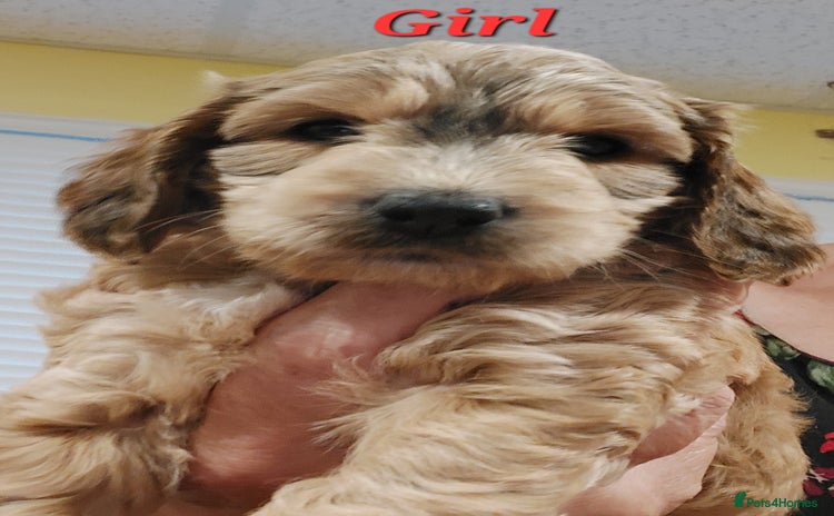 Mixed Breed dogs - Advert 9