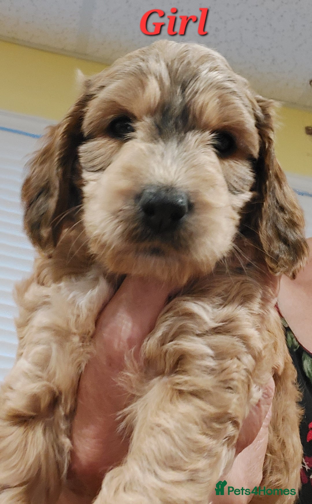 Mixed Breed dogs for sale: Miniature Labradoodle Pups for sale - Image 2