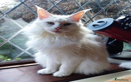 Maine Coon cats for sale: Stunning XL Maine Coon Kittens. Tica Reg. Tortie. - Image 9