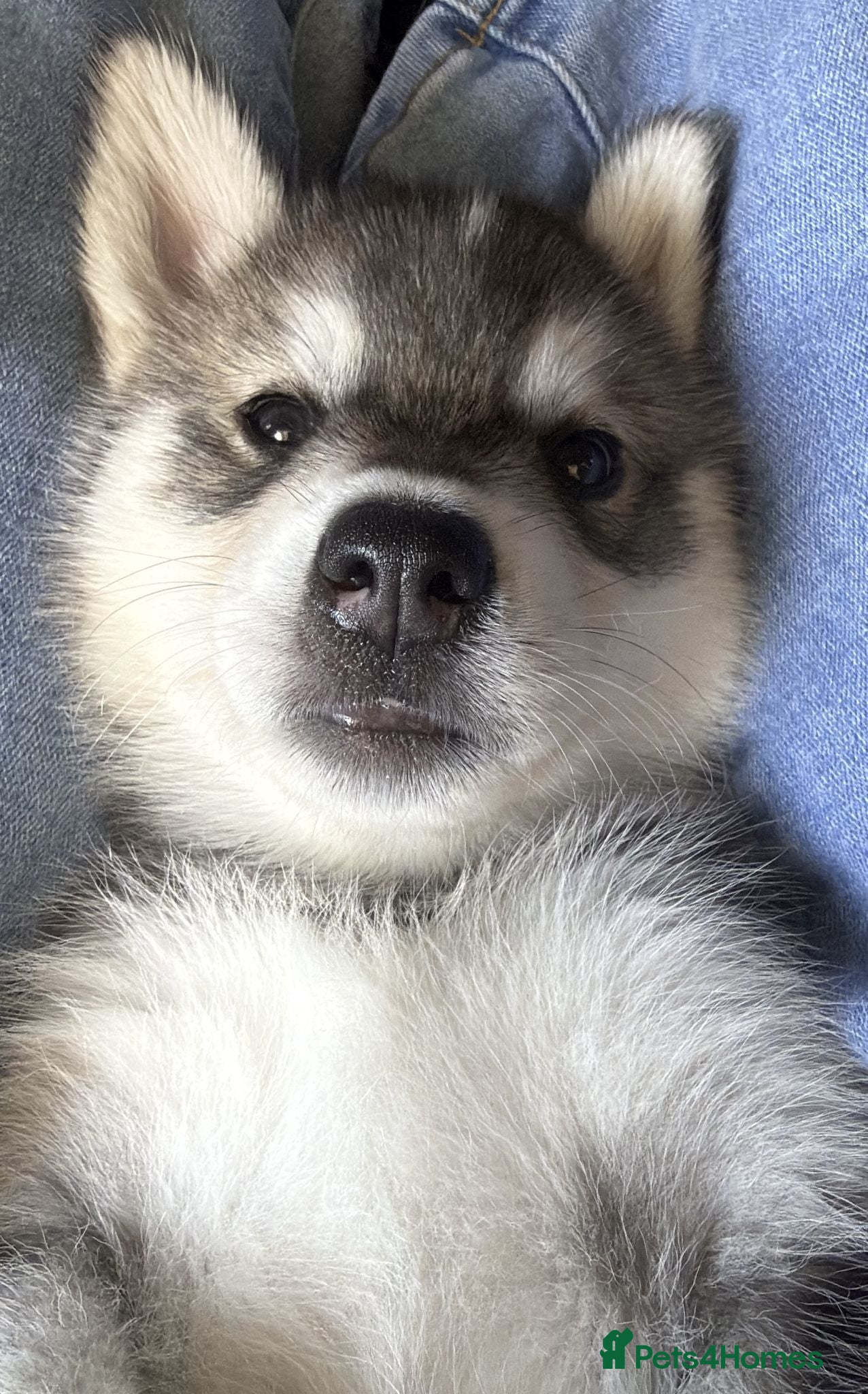 Mixed Breed dogs Beautiful husky cross puppies  - Advert 5