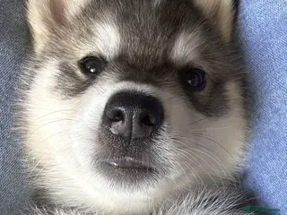 Mixed Breed dogs Beautiful husky cross puppies - Advert 5