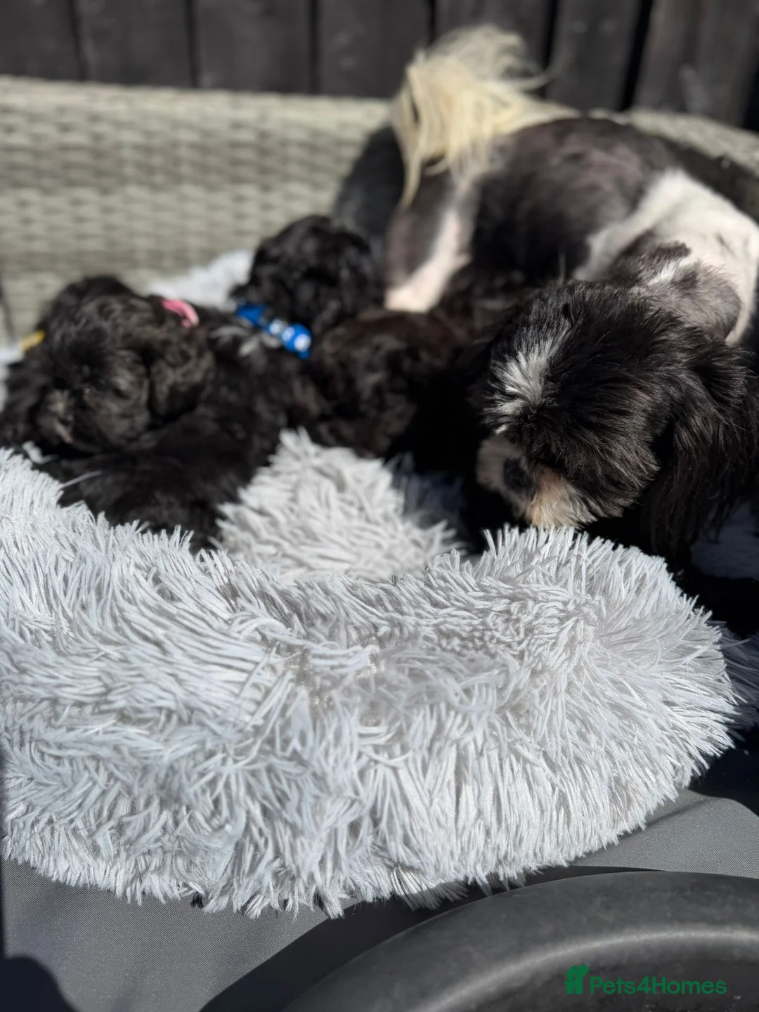 Shihpoo dogs for sale: Shihpoo babies - Advert 2
