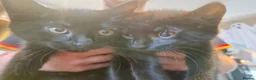 Mixed Breed cats for sale: Two black 10wk old female kittens. in Colchester - Advert 7