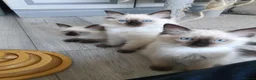 Ragdoll cats for sale: GCCF Registered Ragdoll Kittens  - Advert 16