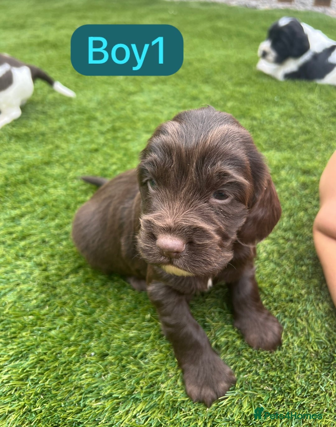 Cockapoo dogs for sale: F1B puppies - Image 2