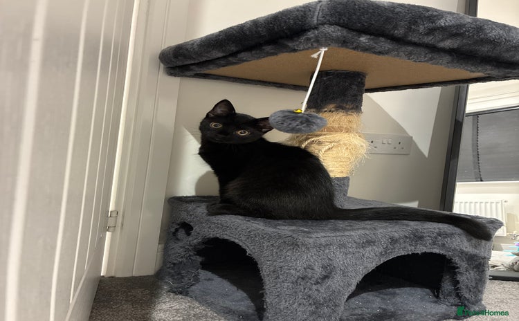 British Shorthair cats - Advert 8