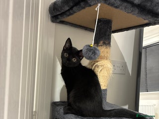 British Shorthair cats - Advert 8