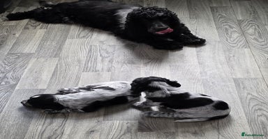 Cocker Spaniel dogs - Advert 12