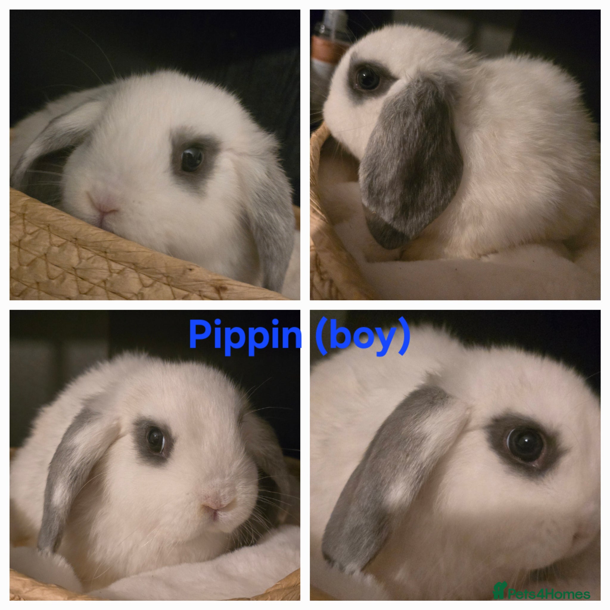 Mini Lop rabbits Gorgeous Mini lops - Advert 2