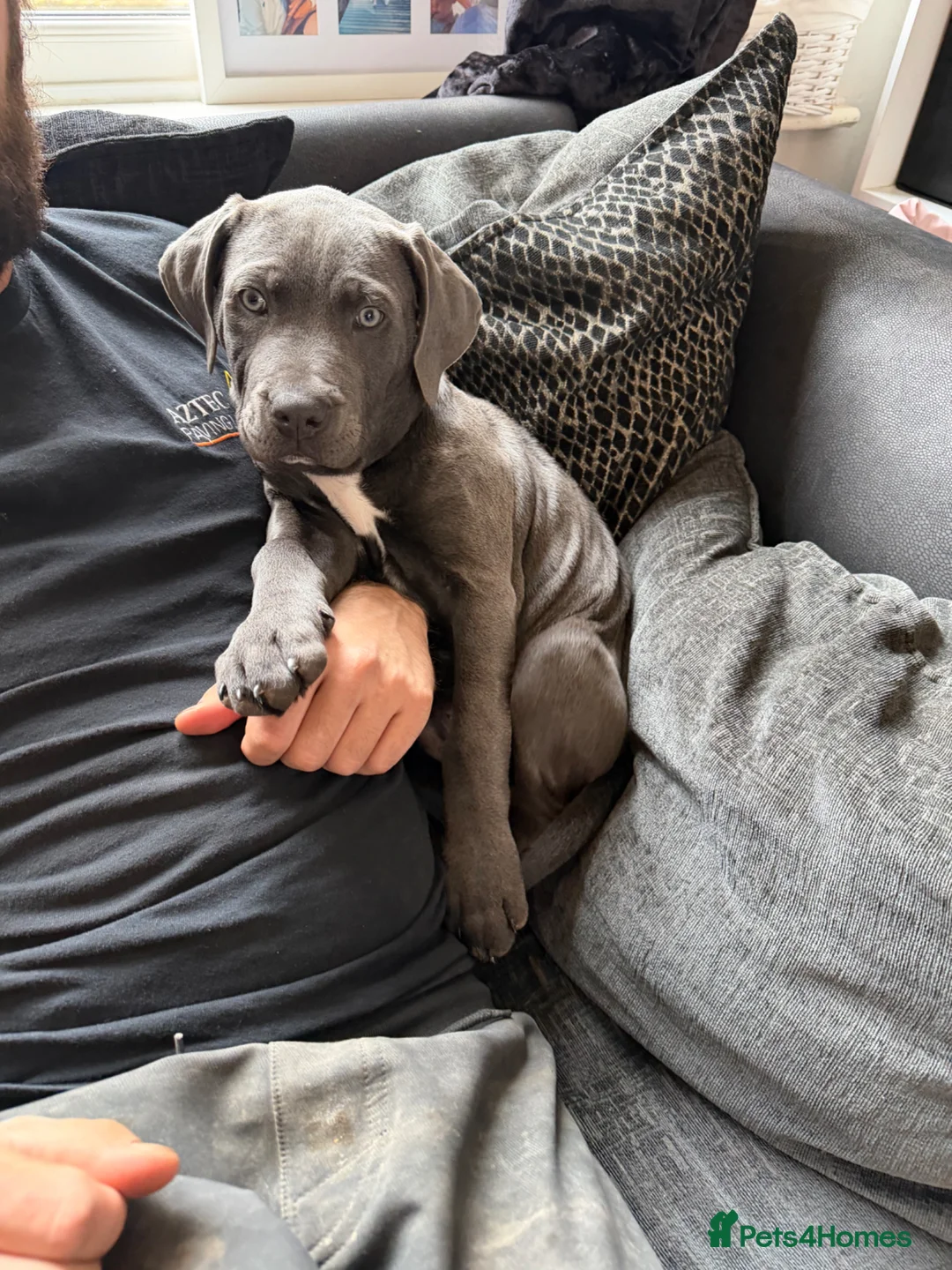 Cane Corso dogs for sale: Rehome Cane Corso Puppy - Advert 5