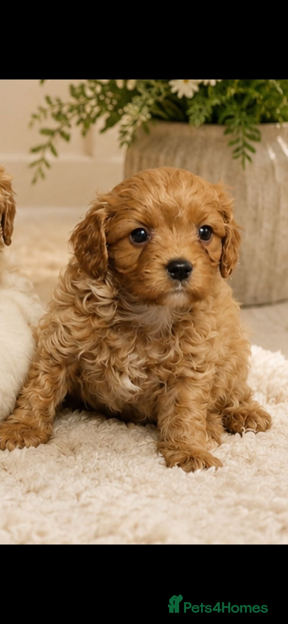 Cavapoo dogs LAST RUBY H/TESTED F1 TOY CAVAPOO GIRL - Advert 12