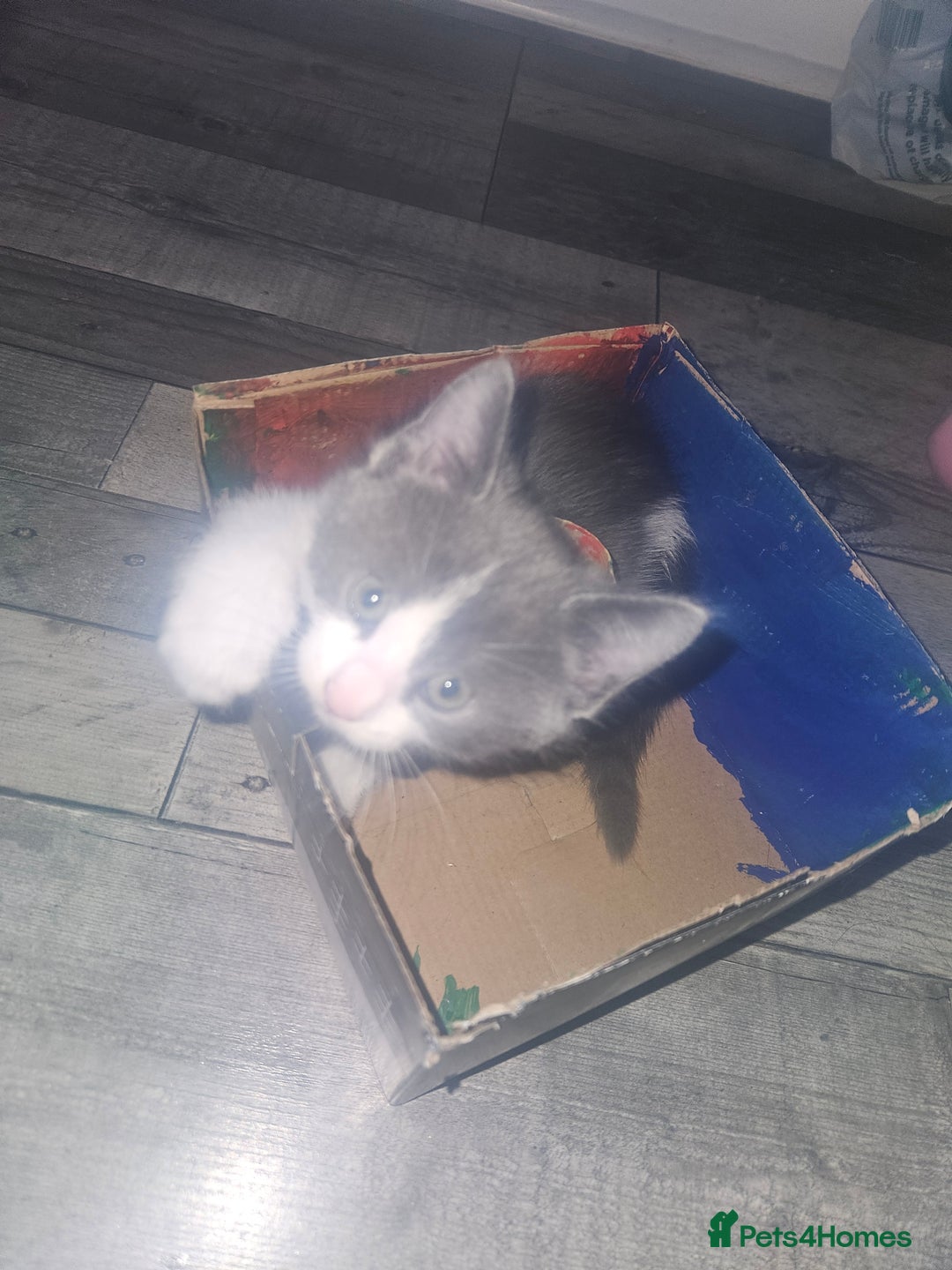 Mixed Breed cats for sale: Cute playful kittens  - Advert 6