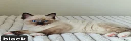 Ragdoll cats for sale: Adorable Ragdoll Kittens Looking For A New Home - Advert 26