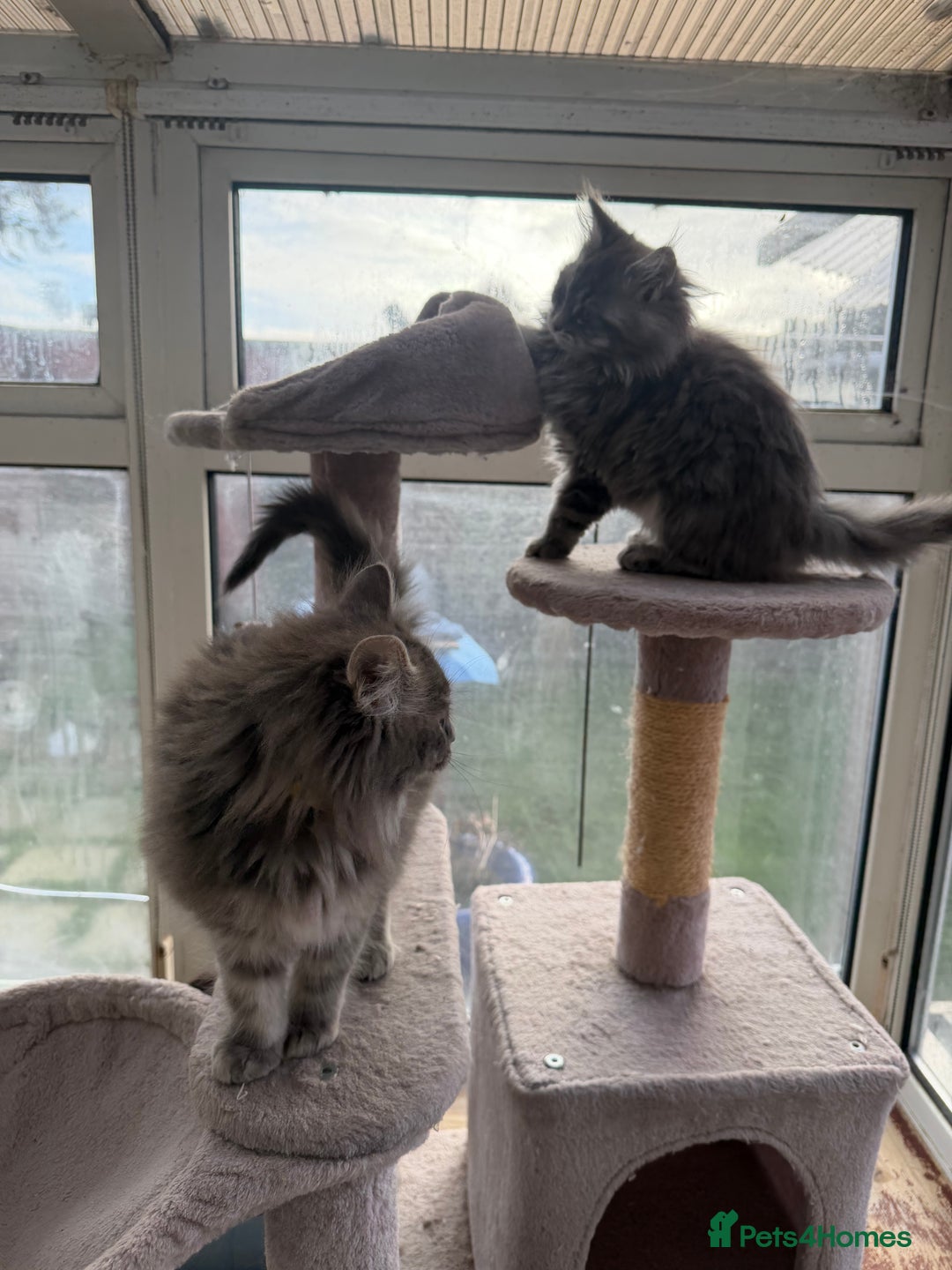 Maine Coon cats for sale: Maine Coon - Advert 21